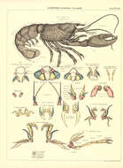 Image de Homard Européen