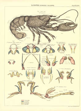 Plancia ëd Homarus gammarus (Linnaeus 1758)