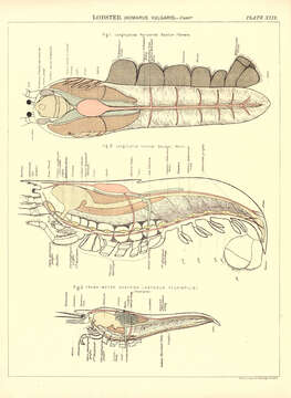 Image of Common lobster