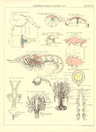 Plancia ëd Homarus gammarus (Linnaeus 1758)