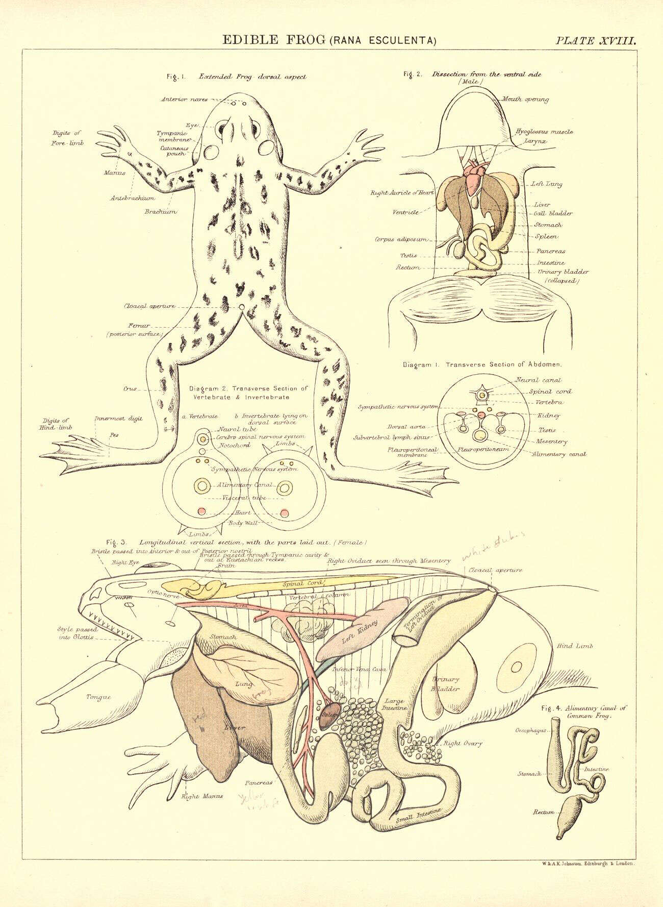 Image of Green Frogs; Water Frogs