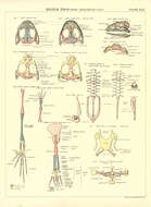 Image de Pelophylax Fitzinger 1843