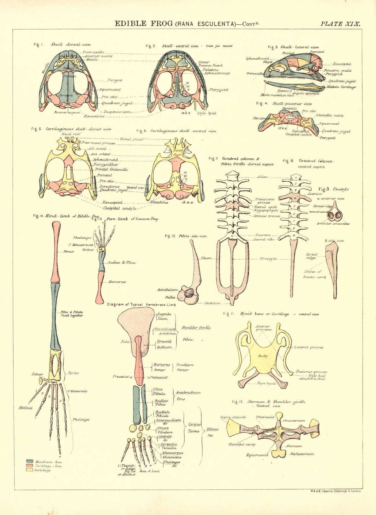 Imagem de Pelophylax Fitzinger 1843