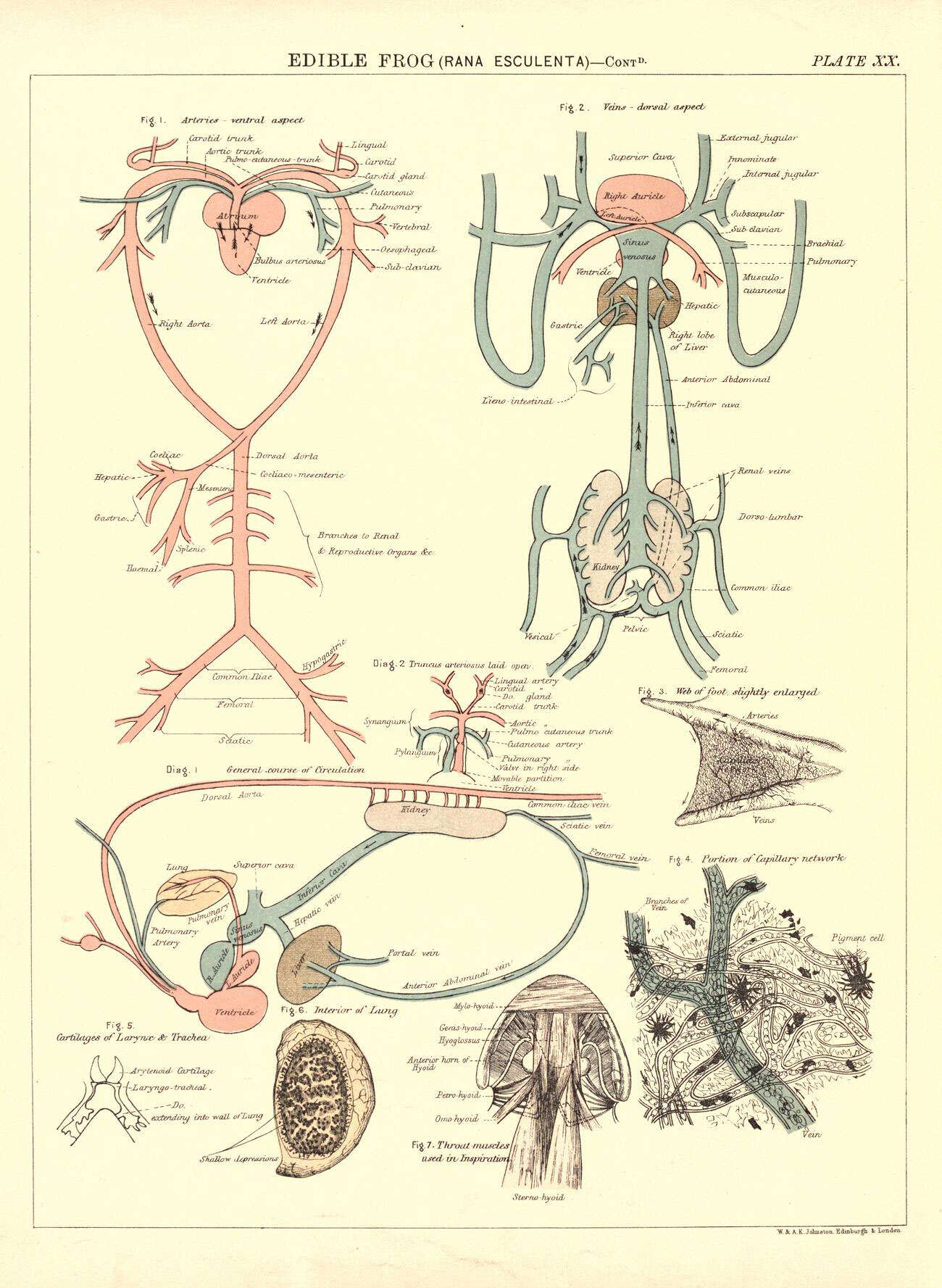 Image de Pelophylax Fitzinger 1843