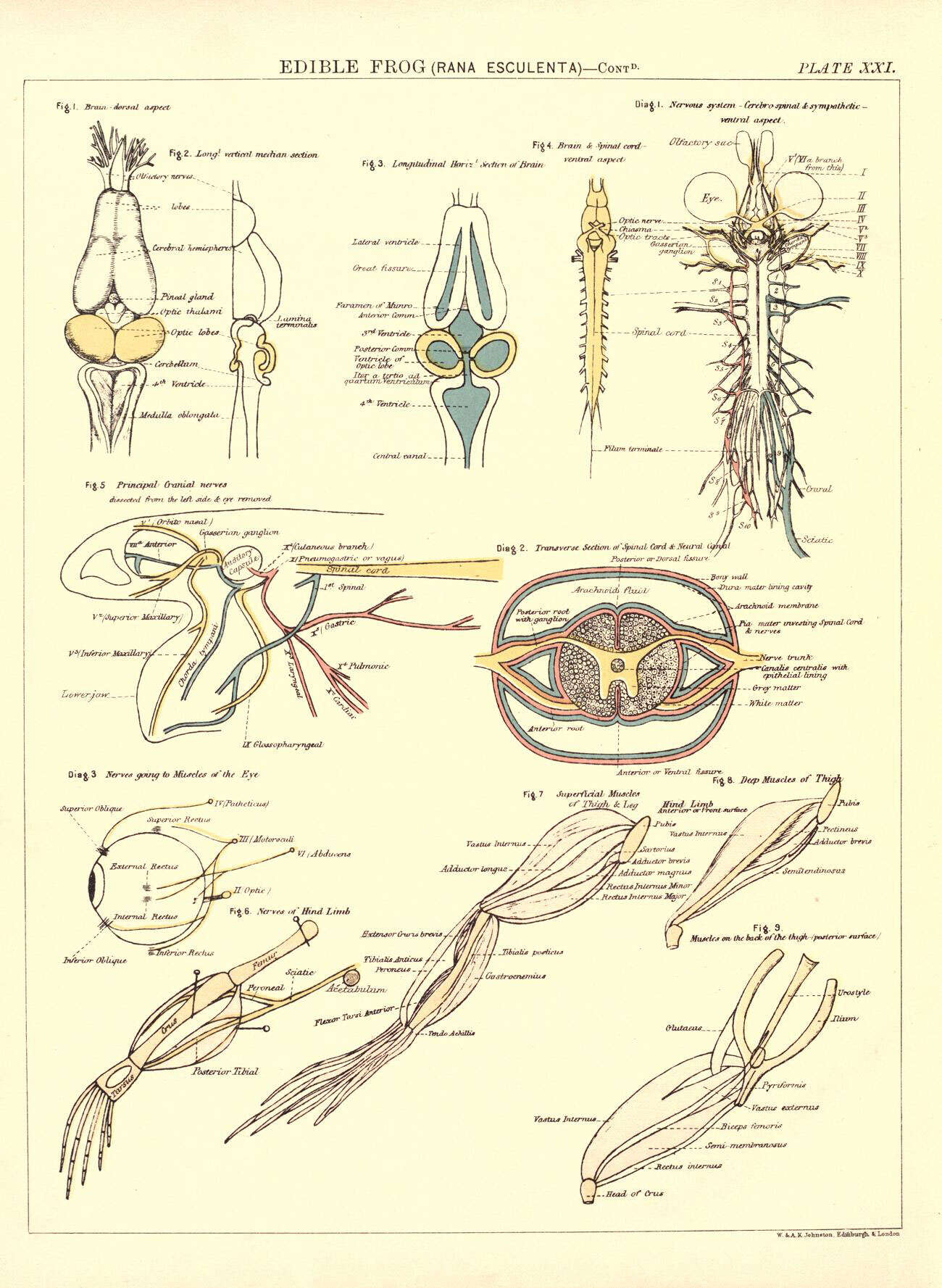 Plancia ëd Pelophylax Fitzinger 1843