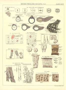 Plancia ëd Pelophylax Fitzinger 1843