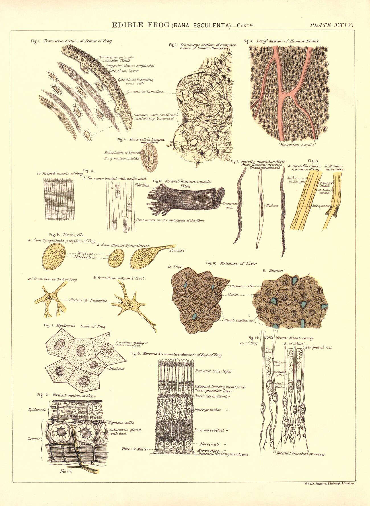 Plancia ëd Pelophylax Fitzinger 1843