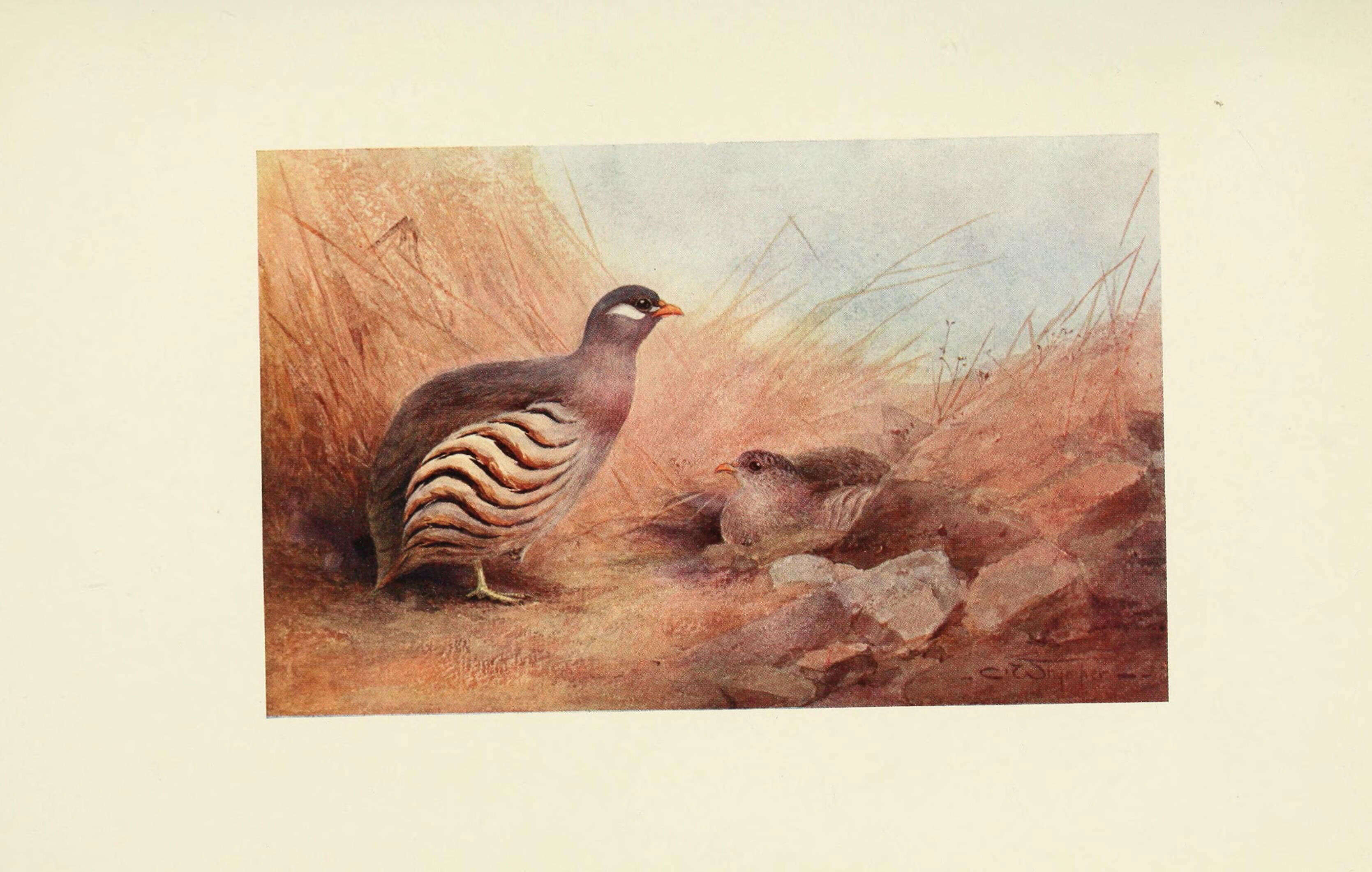 Image of Ammoperdix Gould 1851