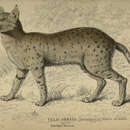 Image of Asiatic wildcat