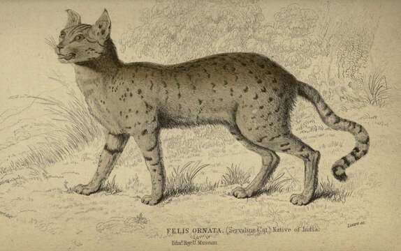 Image of Asiatic wildcat