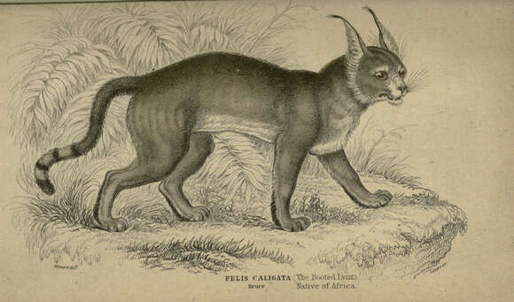 Image of African Wildcat