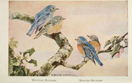 Image of Mountain Bluebird