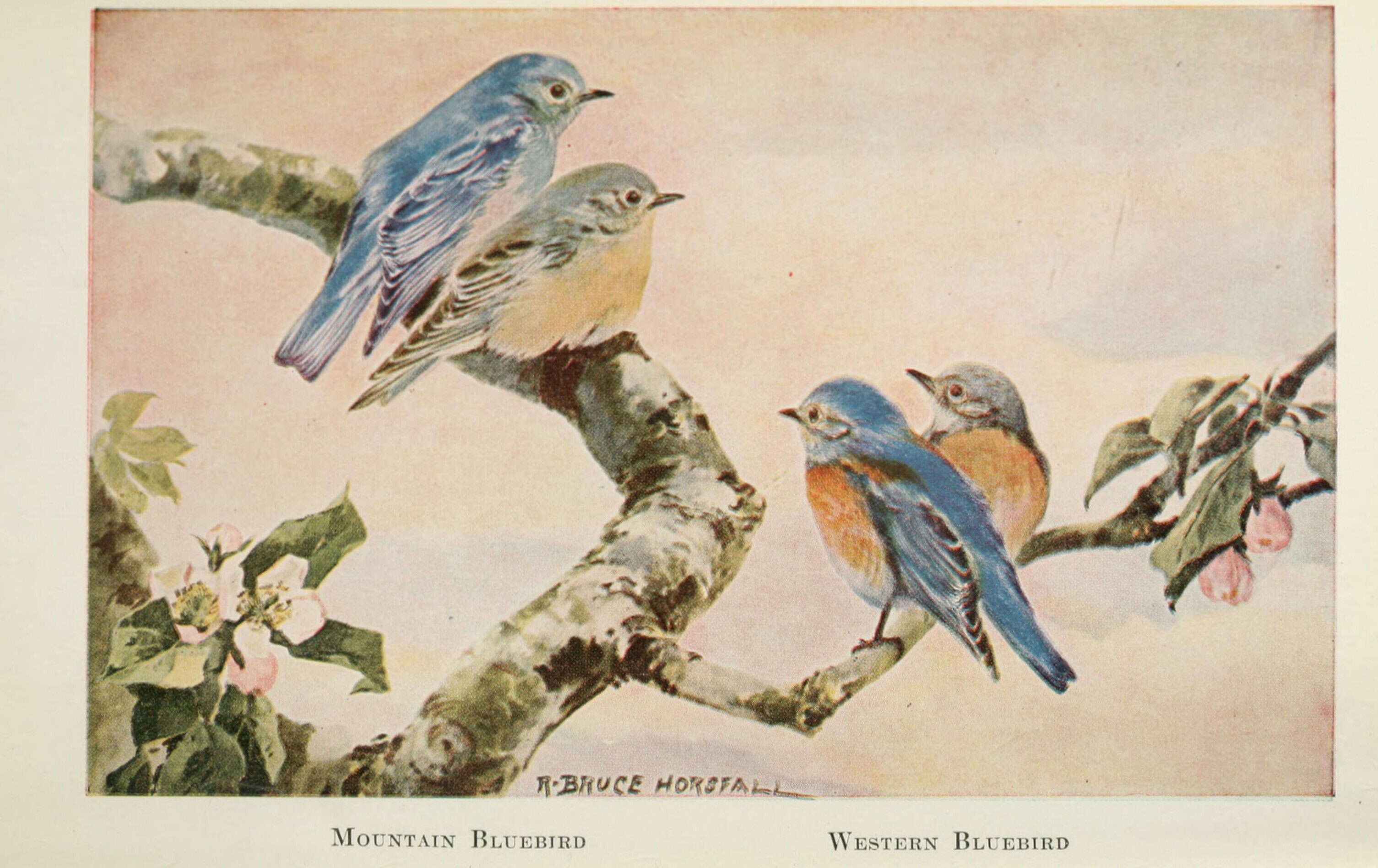 Image of Mountain Bluebird