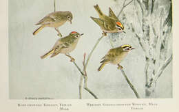 Image of goldcrests and kinglets