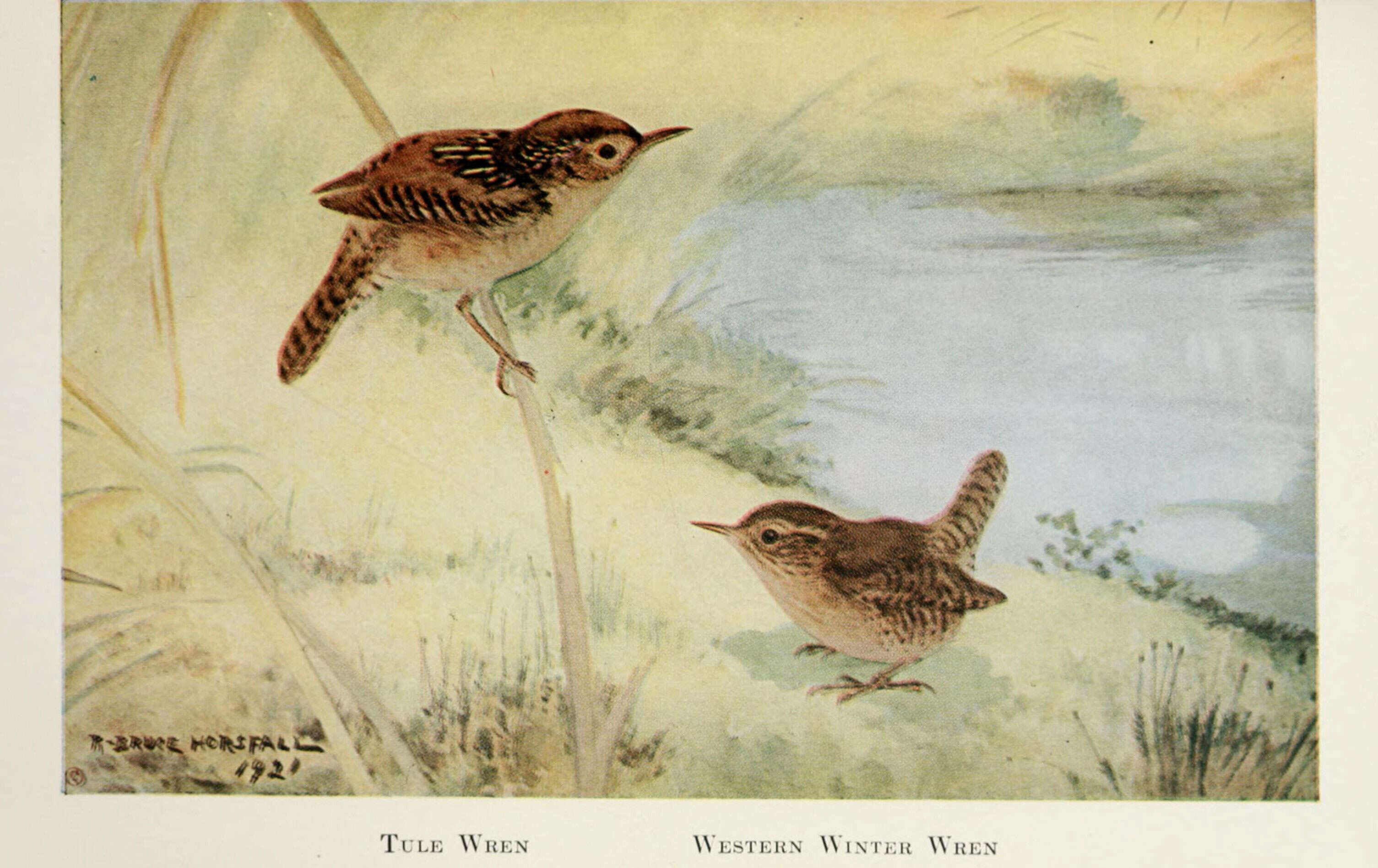 Image of Marsh Wren