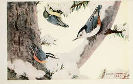 Imagem de Sitta canadensis Linnaeus 1766