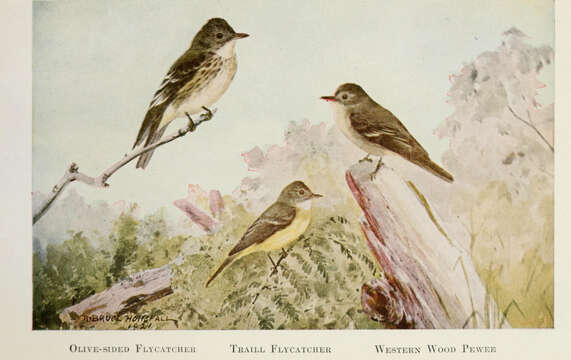 Image of Olive-Sided Flycatcher