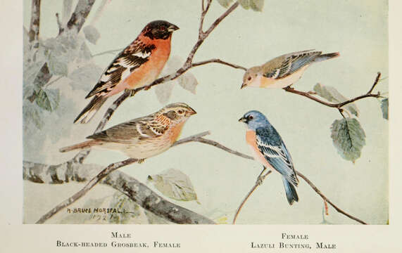 Image of Black-headed Grosbeak