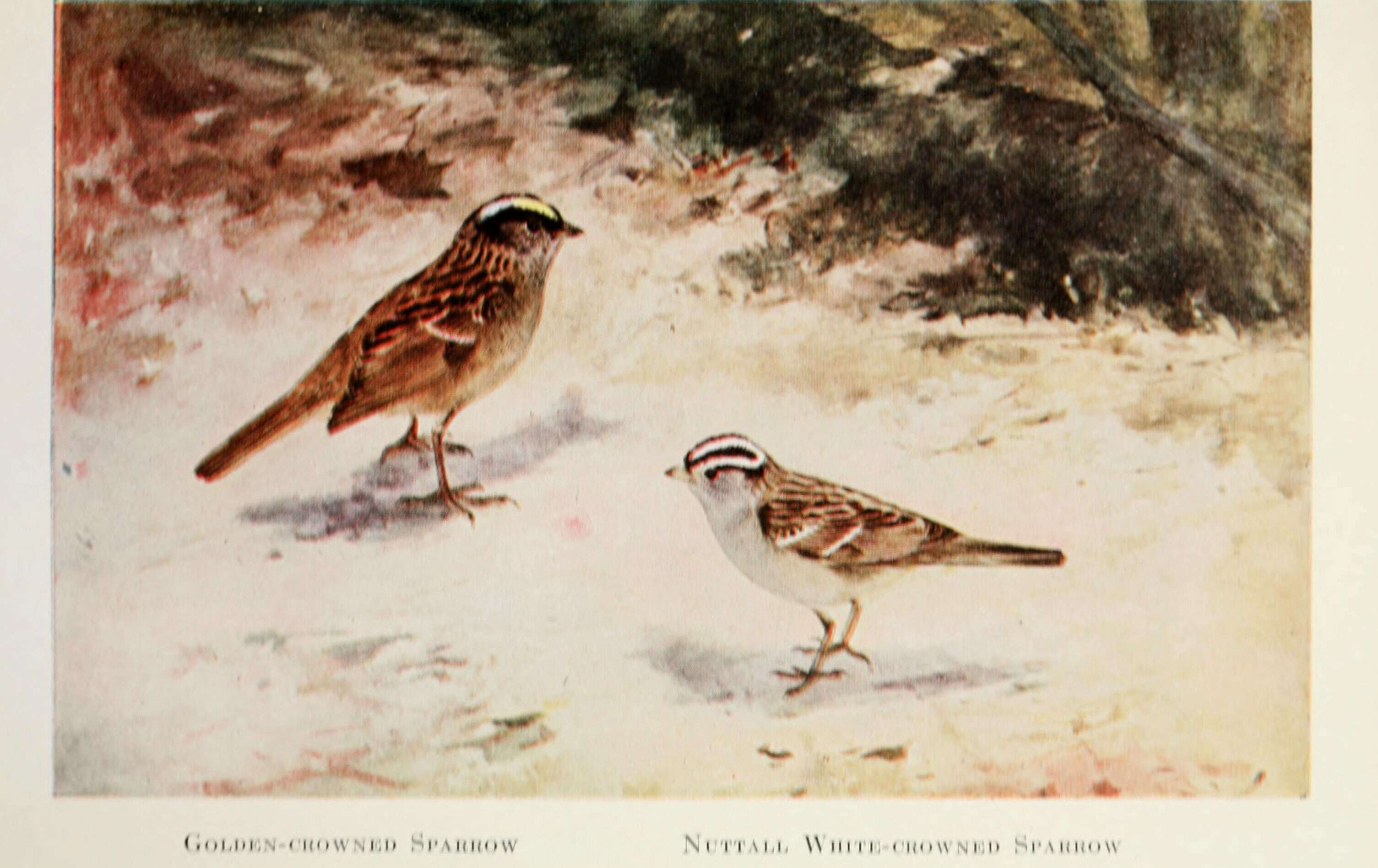 Image of Golden-crowned Sparrow