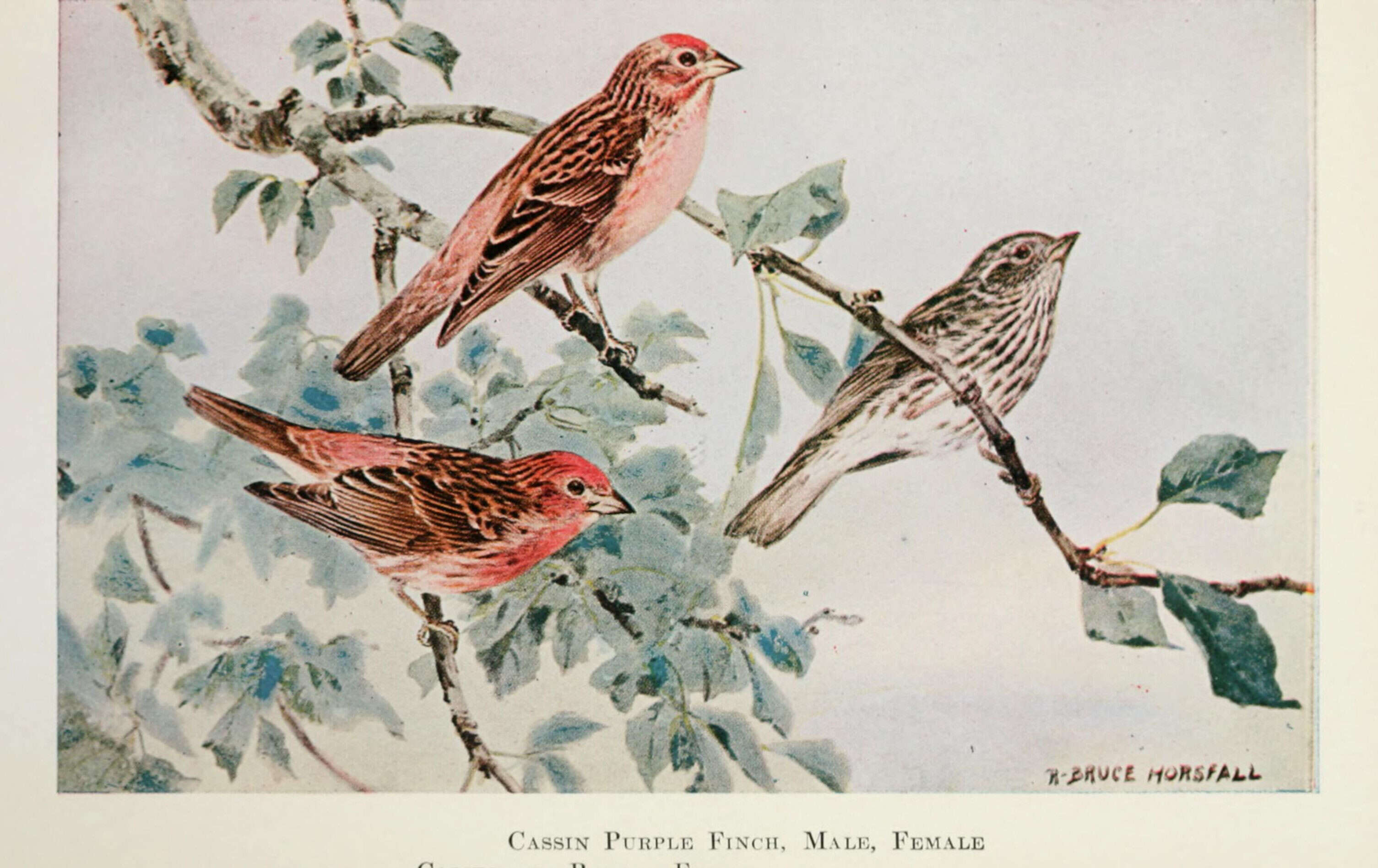 Image of Cassin's Finch