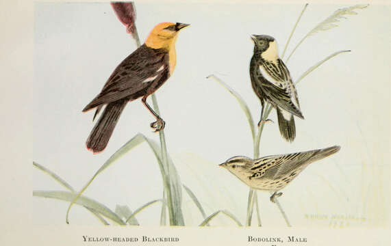 Image of Xanthocephalus Bonaparte 1850