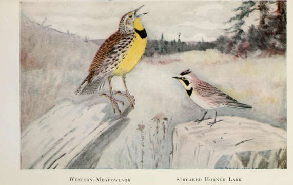 Image of Western Meadowlark