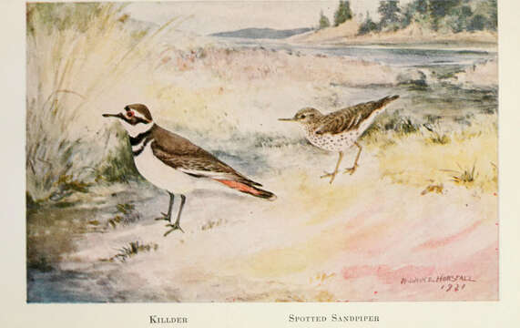 Image of Killdeer