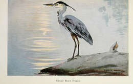 Image of Great Blue Heron