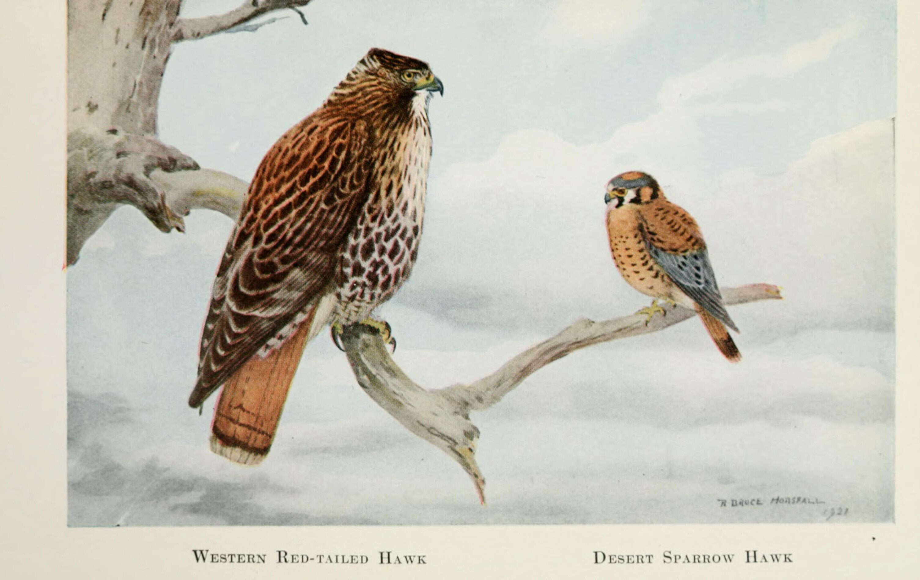 Image of Buteo Lacépède 1799