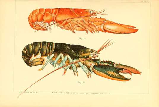 Image of American Lobster