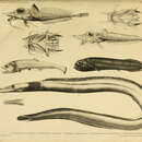 Image of Scalicus serrulatus (Alcock 1898)