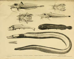 Слика од Scalicus serrulatus (Alcock 1898)
