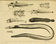 Image de Scalicus serrulatus (Alcock 1898)