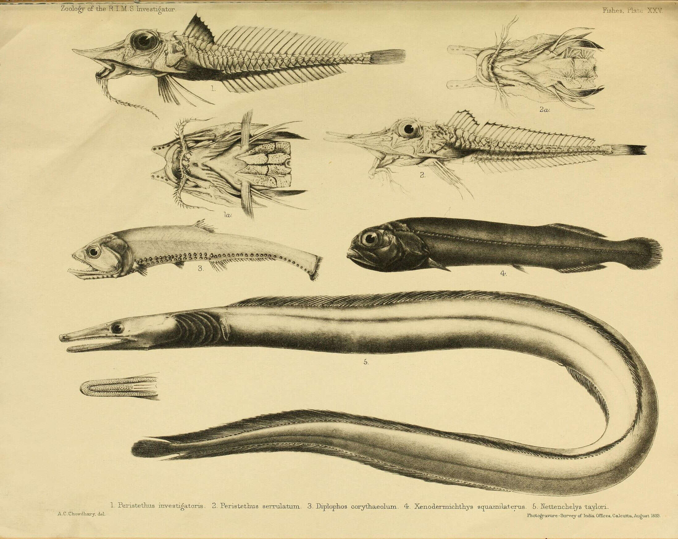 Image of Scalicus serrulatus (Alcock 1898)