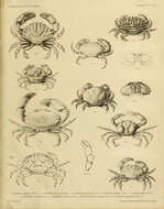 Слика од Macromedaeus quinquedentatus (Krauss 1843)