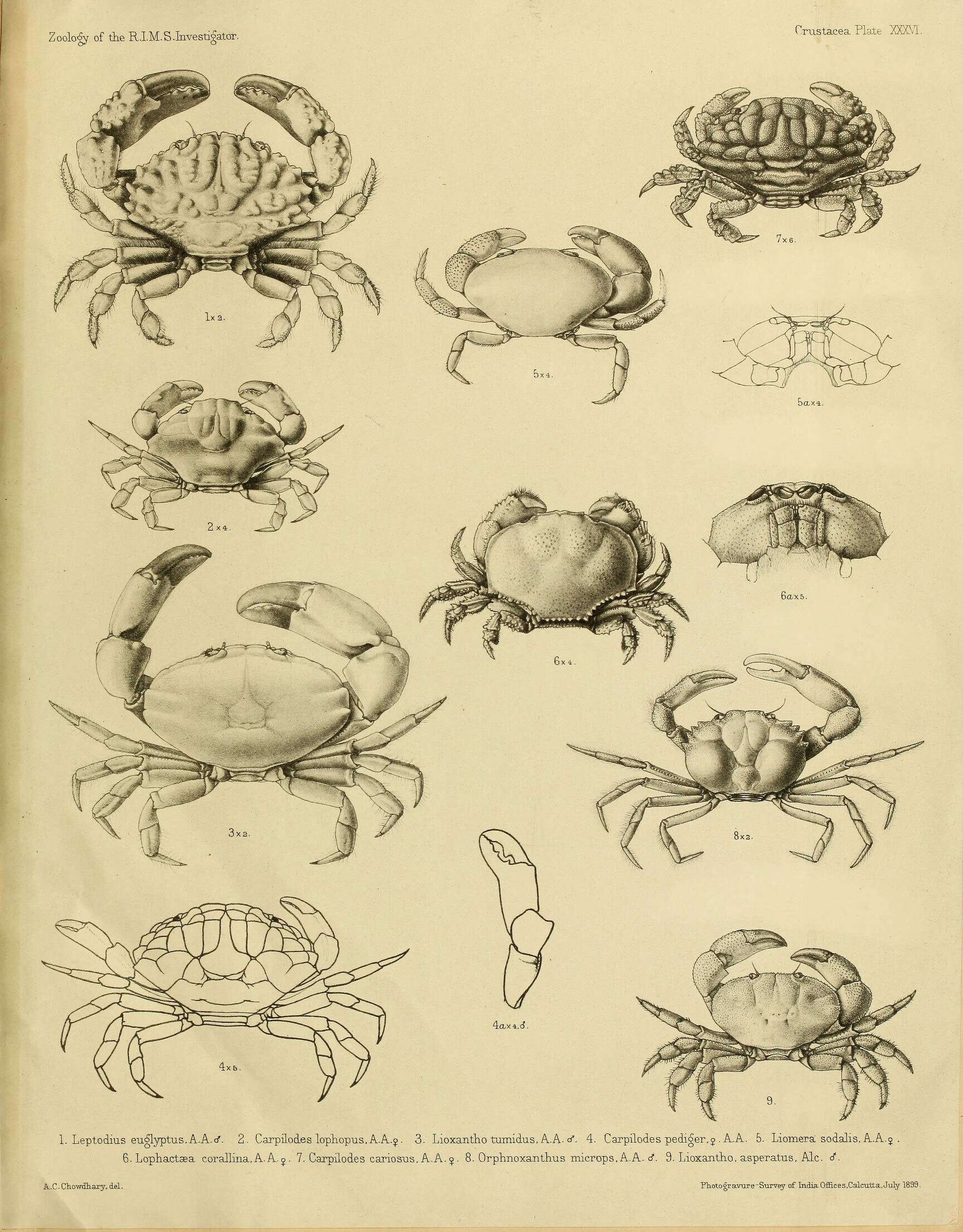 Plancia ëd Macromedaeus quinquedentatus (Krauss 1843)