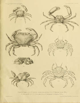 Image of Quadrella boopsis Alcock 1898