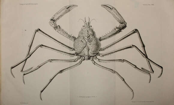 Image of Pleistacantha Miers 1879