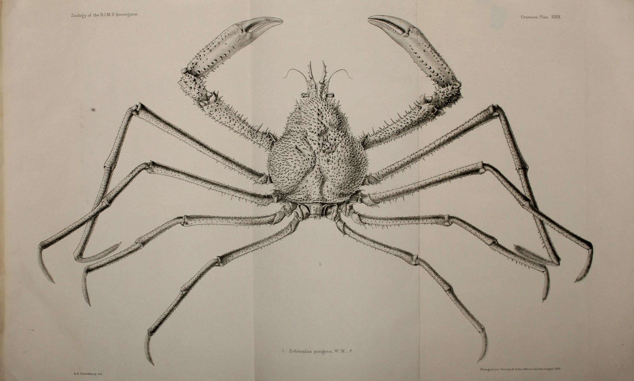 Слика од Pleistacantha pungens (Wood-Mason ex Wood-Mason & Alcock 1891)