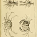 صورة Homola orientalis Henderson 1888