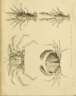 Image of Homola Leach 1815