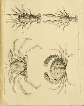 Image of Homola Leach 1815