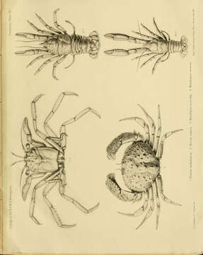 Homola Leach 1815 resmi