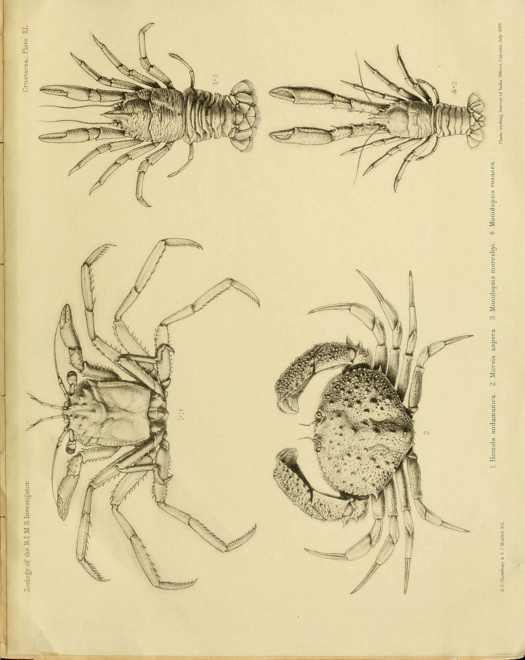 Image of Homola orientalis Henderson 1888