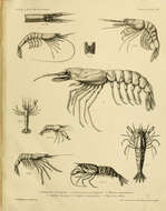 Imagem de Parapenaeus investigatoris Alcock & Anderson 1899