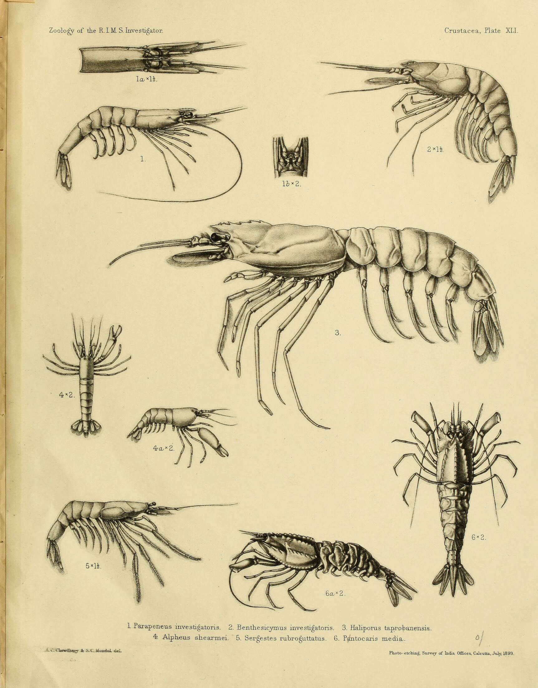 Imagem de Parapenaeus investigatoris Alcock & Anderson 1899