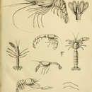 صورة Heterocarpus laevigatus Spence Bate 1888