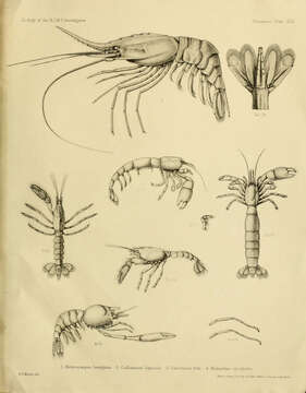 Слика од Heterocarpus laevigatus Spence Bate 1888