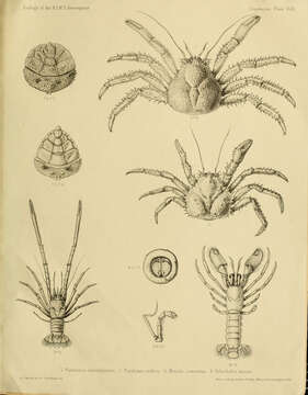 Image of Paralomis investigatoris Alcock & Anderson 1899