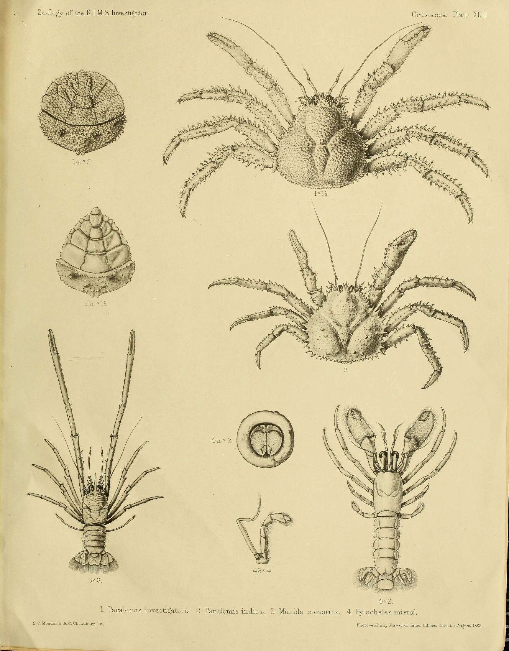 Plancia ëd Paralomis investigatoris Alcock & Anderson 1899